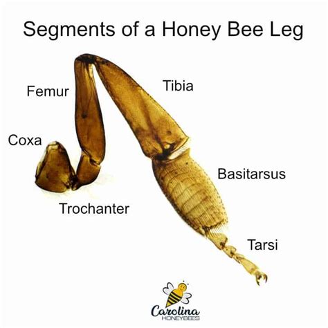 the parts of a honey bee leg on a white background with caption below ...