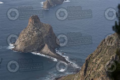 Stack. Anaga. Tenerife. Canary Islands. Spain - Stack - Erosion phenomena - Rocks and Petrology ...