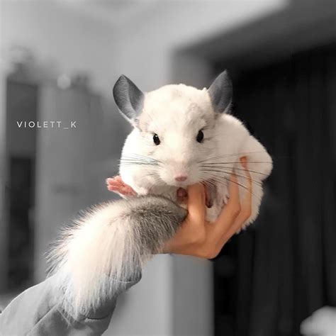 A very happy chinchilla, a chinchilla with a fabulously fluffy tail and ...