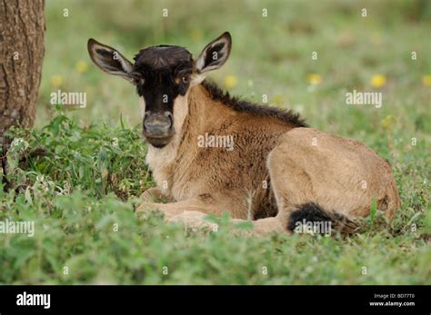 Wildebeest calves hi-res stock photography and images - Alamy