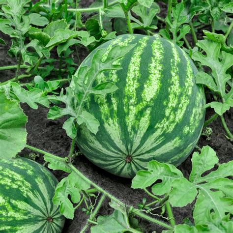 Best Way To Grow Watermelons - Land to FPR