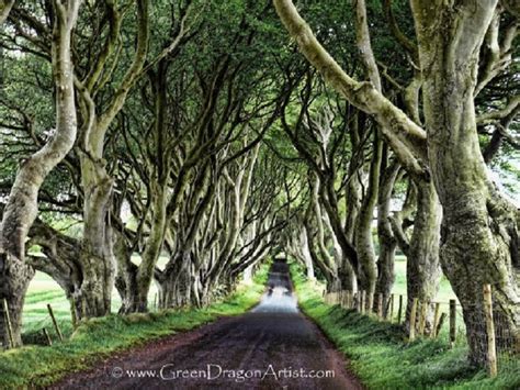 Dark Hedges – Green Dragon Publishing – Books and Art