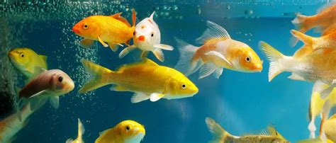 Cloudy Fish Tank Water Causes and Solutions: How to Fix It!