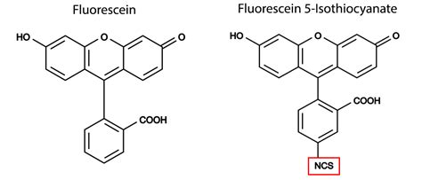 FITC (Fluorescein isothiocyanate) | AAT Bioquest