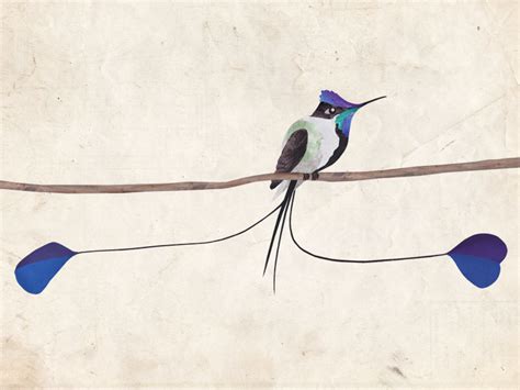 Marvelous Spatuletail Hummingbird by Jonathan Woodward on Dribbble