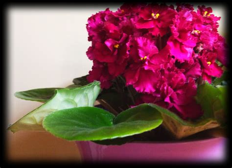 African violet. | African violets, Indoor plants, Houseplants