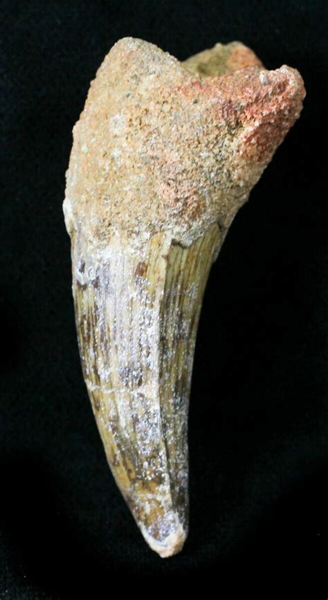 Large 2" Cretaceous Fossil Crocodile Tooth - Morocco For Sale (#23395 ...