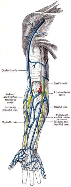 Median antebrachial vein - Wikipedia, the free encyclopedia