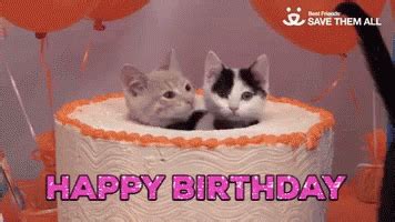 Birthday Kitten GIFs | Tenor