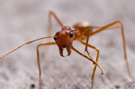 This newly discovered ant has a metal spike on its head and was probably a vampire