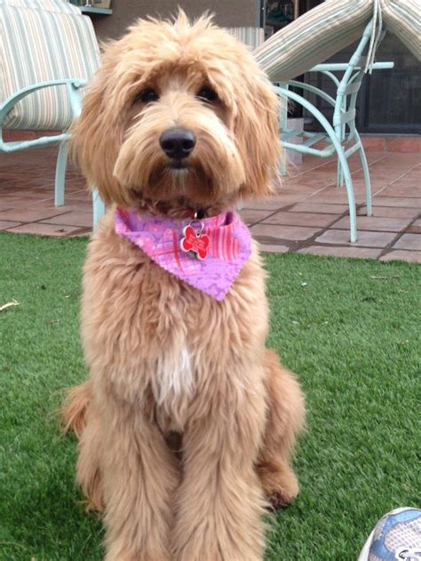 GROOMING NEEDS OF THE AUSTRALIAN LABRADOODLE | BBird's GroomBlog #poodle | Labradoodle grooming ...