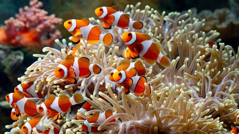 School Of Clownfish Harem Underwater Coral Reef 4K 5K Fish HD desktop ...