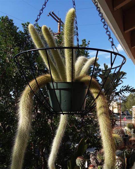 The Soft Monkey Tail Cactus (What You Need to Know) | Succulent City ...