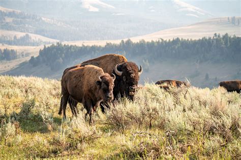 Five-Day Wyoming Hiking Trip Logistics • Young Wayfarer