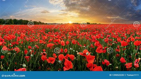 Poppy field at sunset stock photo. Image of nice, meadow - 139052220