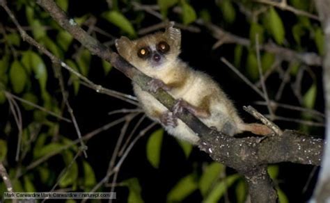 Madame Berthe's mouse lemur - Alchetron, the free social encyclopedia