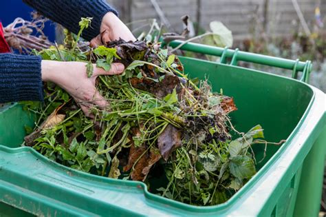 Get your garden growing this autumn - Around Ealing