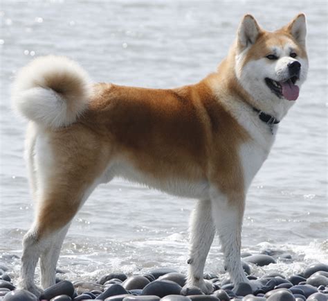 Dog Pictures: Akita Inu Dog