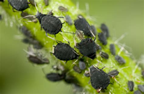 Christmas Tree Bugs - How to Prevent Christmas Tree Bugs