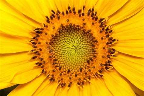 Blooming sunflower stock photo. Image of plant, colourful - 67991790