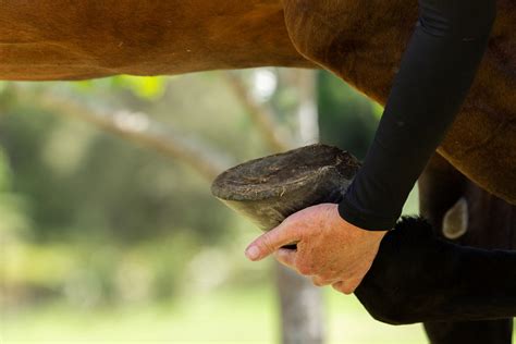 Barefoot Trimming Resources – NZ Mares