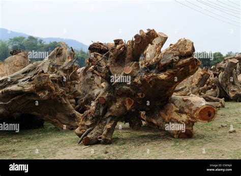 Rosewood tree hi-res stock photography and images - Alamy