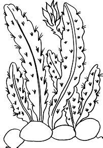 Desert Oasis Coloring Pages at GetDrawings | Free download