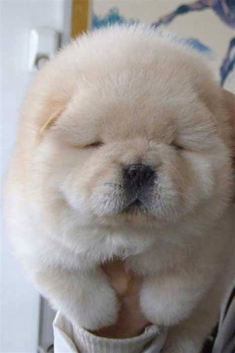 13 Exclusive Fluffiest Dogs Ever Seen