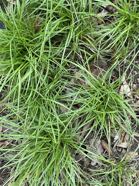 Carex pensylvanica (Pennsylvania Sedge) | Master Gardeners of Northern Virginia