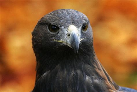 Golden eagle conservation project wins renowned ecology award