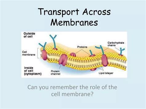 PPT - Transport Across Membranes PowerPoint Presentation, free download - ID:2430401