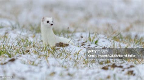 Stoat In Winter Fur On A Meadow Covered With Snow Swabian Alb Biosphere Reserve ...