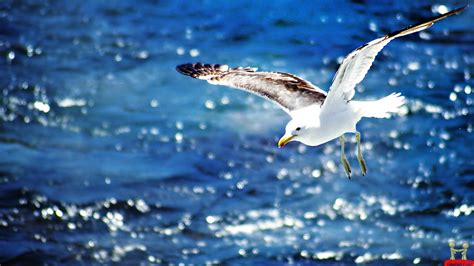 Glorious Seagull Flying over Water Wallpaper [1920x1080] : r/wallpaper