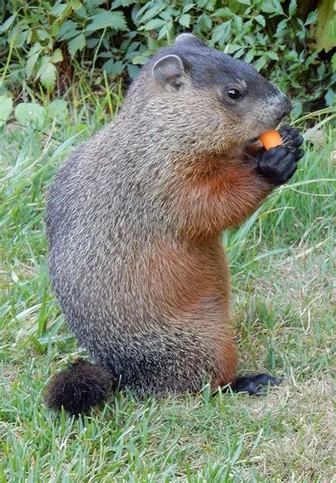 Woodchuck | The Animal Facts | Appearance, Diet, Habitat, Behavior