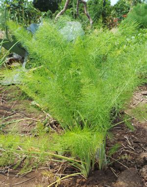 Fennel, Foeniculum vulgare – Wisconsin Horticulture