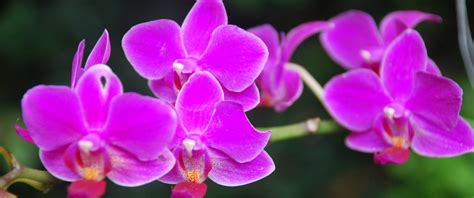 Costa Rica Orchids | Orquids are Costa Rica’s national flower.