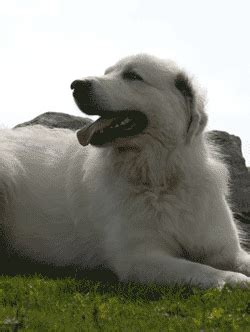 The Great Pyrenees Temperament does NOT Include Aggression