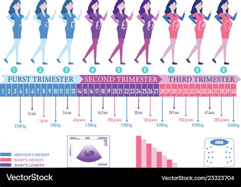 Pregnancy timeline Royalty Free Vector Image - VectorStock