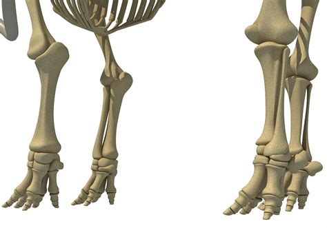 Skeleton Mammoth Elephant 3D Model - TurboSquid 1234398