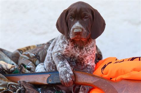 Hunting Dog Profile: The Beloved, Athletic German Shorthaired Pointer | GearJunkie