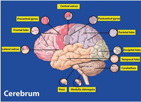 How many lobes do the surface of the cerebral hemisphere pass?(a) Two(b ...