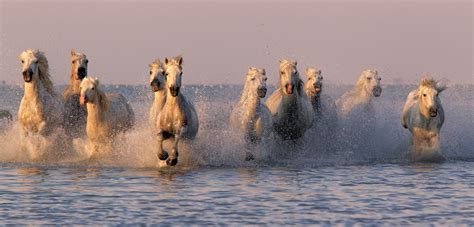 How to Get Your Horse to Drink Water - Tips for Ensuring Proper Hydration