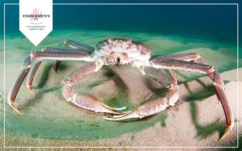 King Crab VS Snow Crab: What Are The Differences? | Fishermen's Net