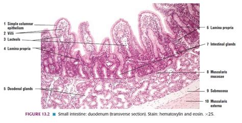 Macam-Macam Jaringan Epitel, Epitel Selapis, Epitel Berlapis - Biologi ...