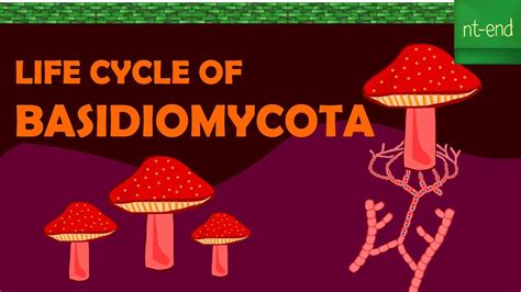 LIFE CYCLE OF BASIDIOMYCOTA #fungi #biology #basidiomycota @nt-end6435 - YouTube