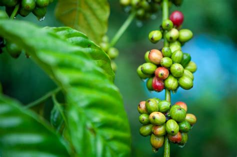 World Coffee Research | History of Robusta