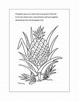 Pineapple Coloring Page Wecoloringpage 60 Wecoloringp  Vrogueco sketch template