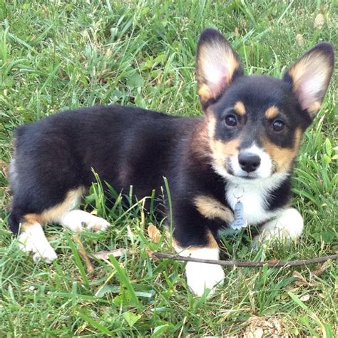 Guinevere the Tri-colored corgi at 14 weeks old Z | Cute dogs, Corgi ...