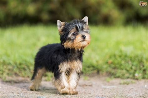 Yorkshire Terrier Dog Breed Information, Buying Advice, Photos and ...