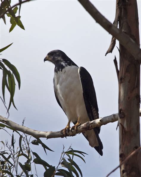 Augur buzzard ( Buteo augur) | Augur Buzzard Buteo augur 3rd… | Flickr